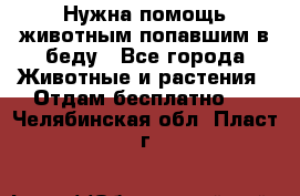 Нужна помощь животным попавшим в беду - Все города Животные и растения » Отдам бесплатно   . Челябинская обл.,Пласт г.